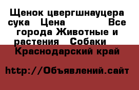 Щенок цвергшнауцера сука › Цена ­ 25 000 - Все города Животные и растения » Собаки   . Краснодарский край